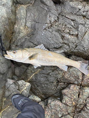 マルスズキの釣果