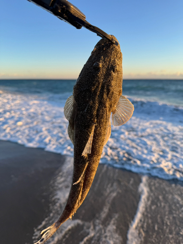 マゴチの釣果