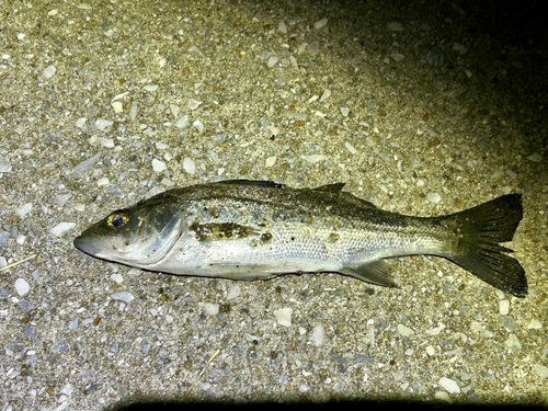 セイゴ（ヒラスズキ）の釣果