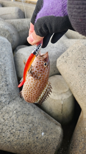 オオモンハタの釣果