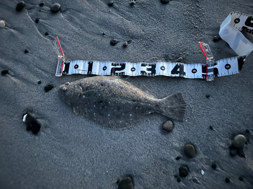 ソゲの釣果