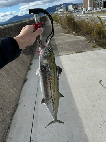 サワラの釣果