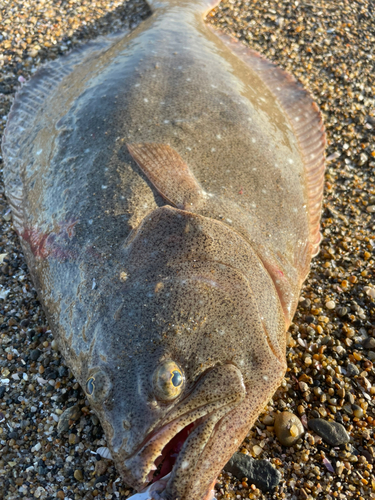 ヒラメの釣果