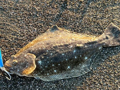 ソゲの釣果