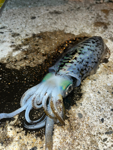 アオリイカの釣果