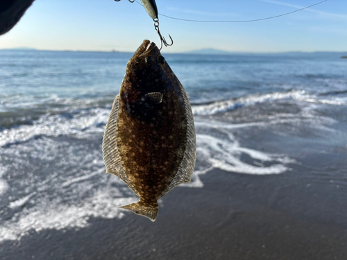 ソゲの釣果