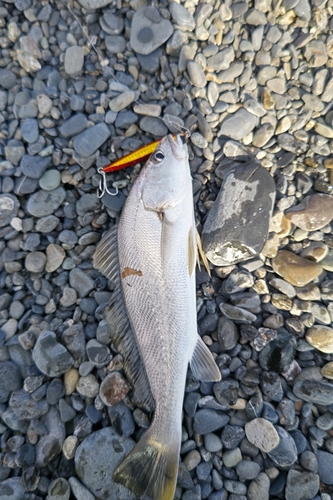 ニベの釣果