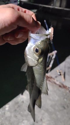 スズキの釣果