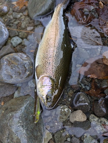 ニジマスの釣果