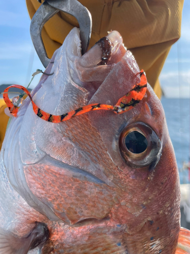 タイの釣果