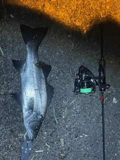 ヒラスズキの釣果