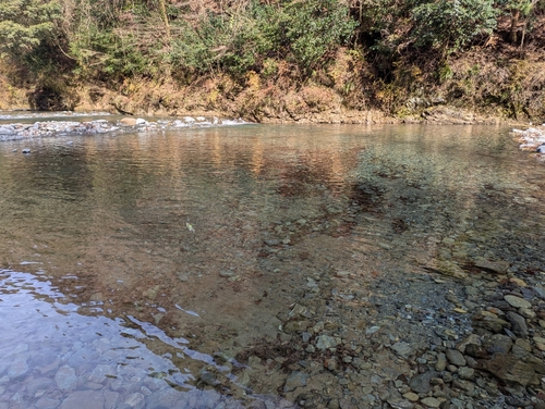 サクラマスの釣果