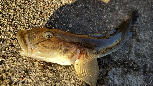 マハゼの釣果