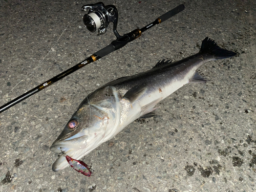 シーバスの釣果