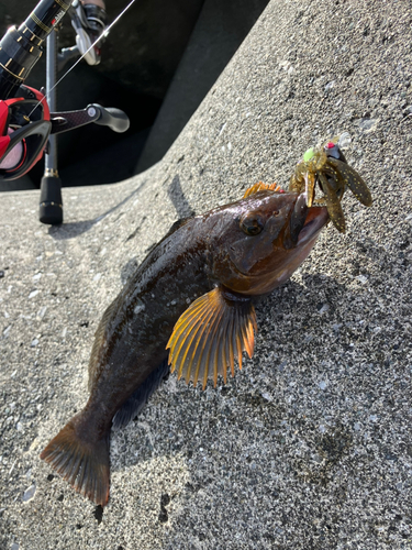 アイナメの釣果