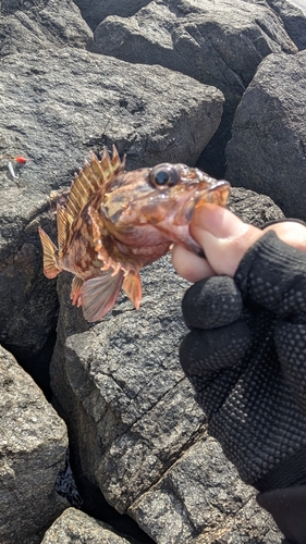 カサゴの釣果