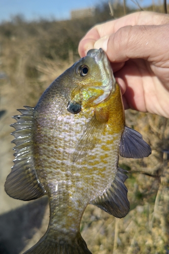 ブルーギルの釣果