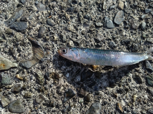 カタクチイワシの釣果