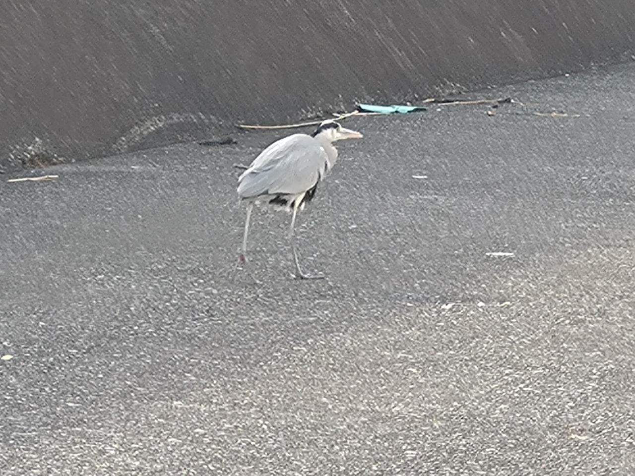 カタクチイワシ