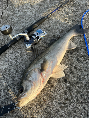 スズキの釣果