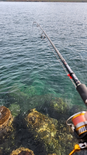 オオモンハタの釣果