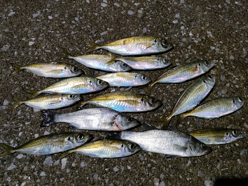 マアジの釣果