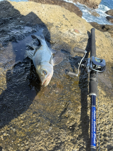 セイゴ（ヒラスズキ）の釣果