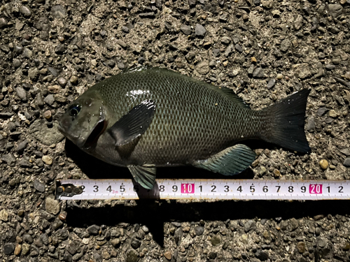 メジナの釣果