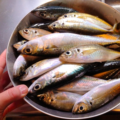 サバの釣果