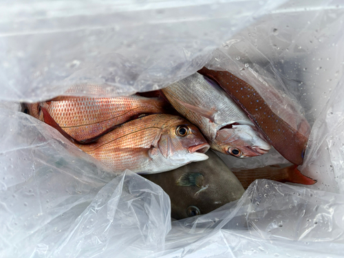 タイの釣果