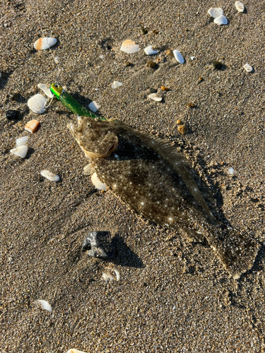 ヒラメの釣果