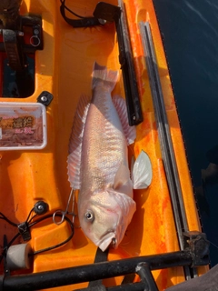 アマダイの釣果