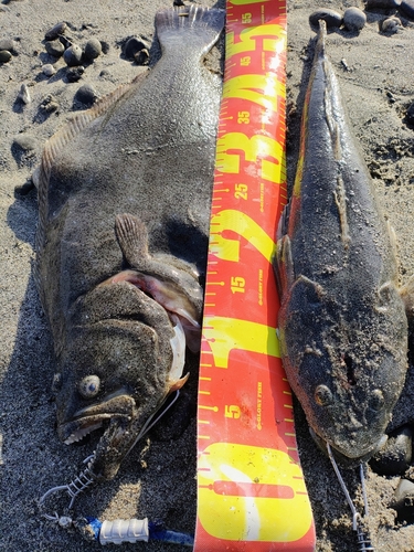 マゴチの釣果