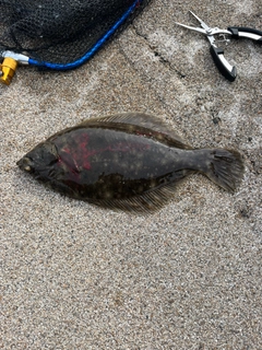 カレイの釣果