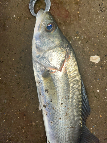 セイゴ（マルスズキ）の釣果