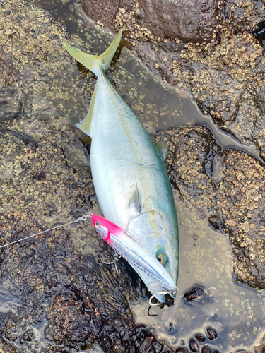 イナダの釣果