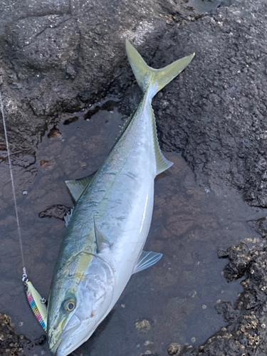 イナダの釣果