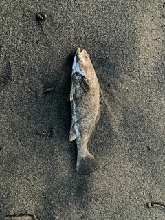 ニベの釣果