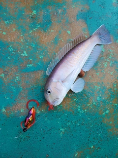 シロアマダイの釣果