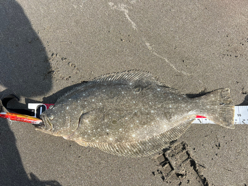 ヒラメの釣果