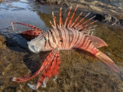 ハナミノカサゴの釣果