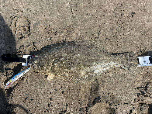 ヒラメの釣果