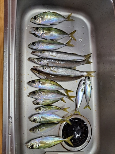 アジの釣果