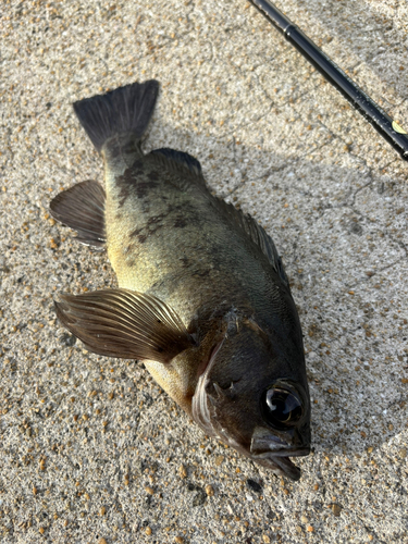 クロメバルの釣果