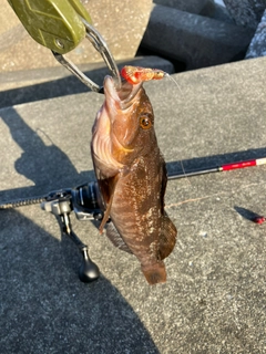 アイナメの釣果