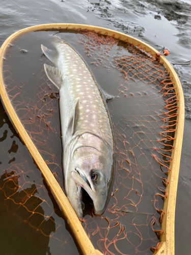 アメマスの釣果