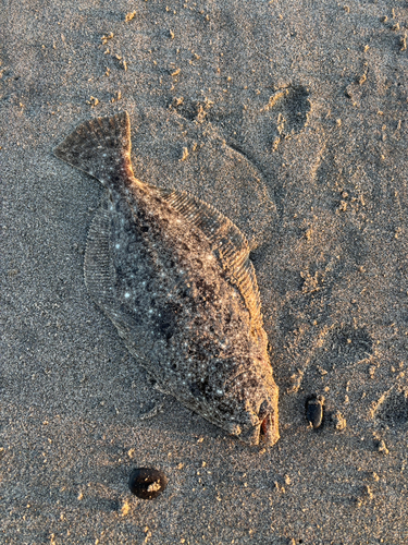 ヒラメの釣果