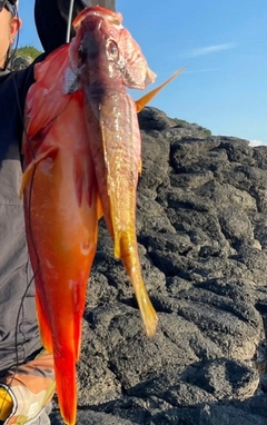 アカハタの釣果