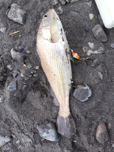 ニベの釣果