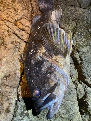 クロソイの釣果